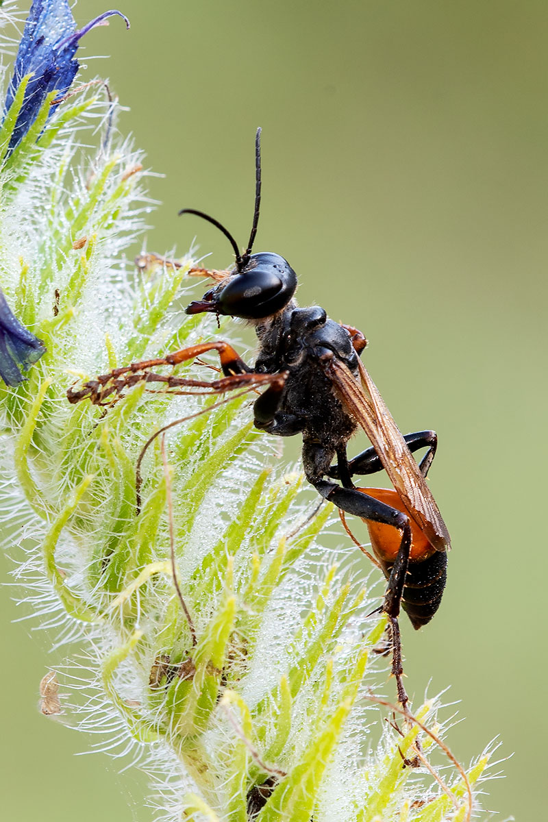 Sphecidae: Sphex funerarius